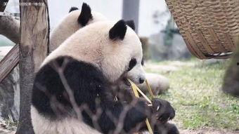 国产zoo